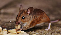 24 Hour & Emergency Exterminators in Elizabethtown, NC